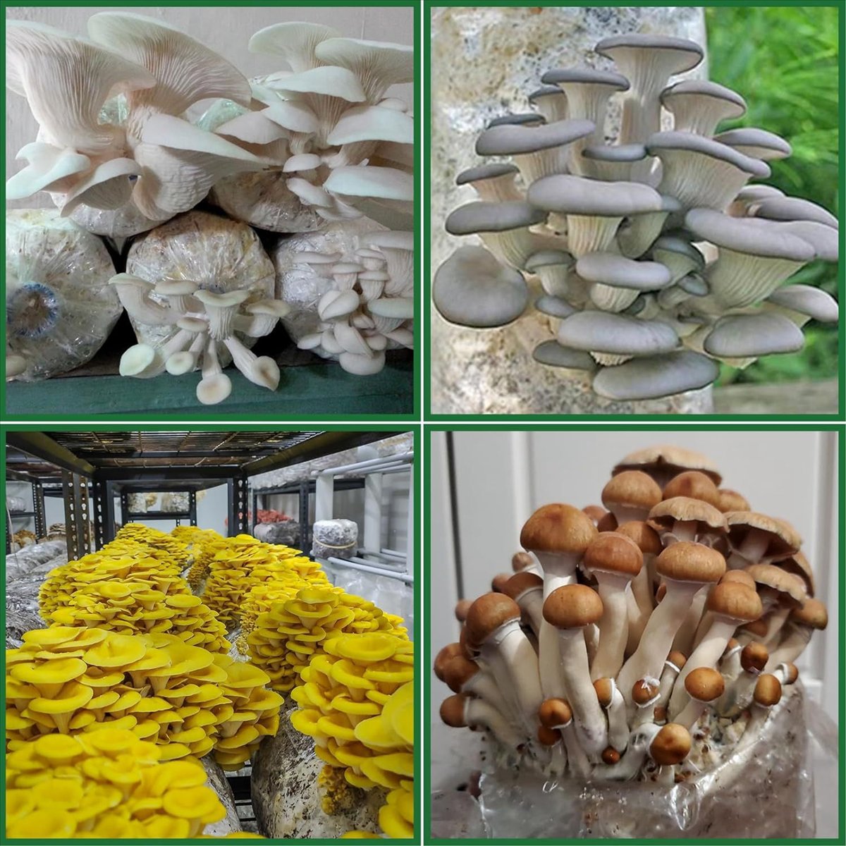 Mushroom Grow Bags,25 Pack Pol - đánh giá và giá Mushroom Spawn Bag