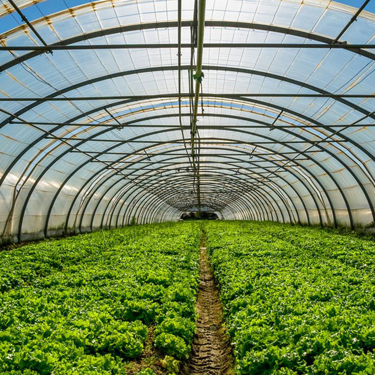 8x30 Metal Frame Commercial Si - đánh giá và giá Agriculture Tomato Farming