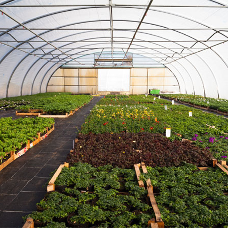 8x30 Metal Frame Commercial Si - đánh giá và giá Agriculture Tomato Farming