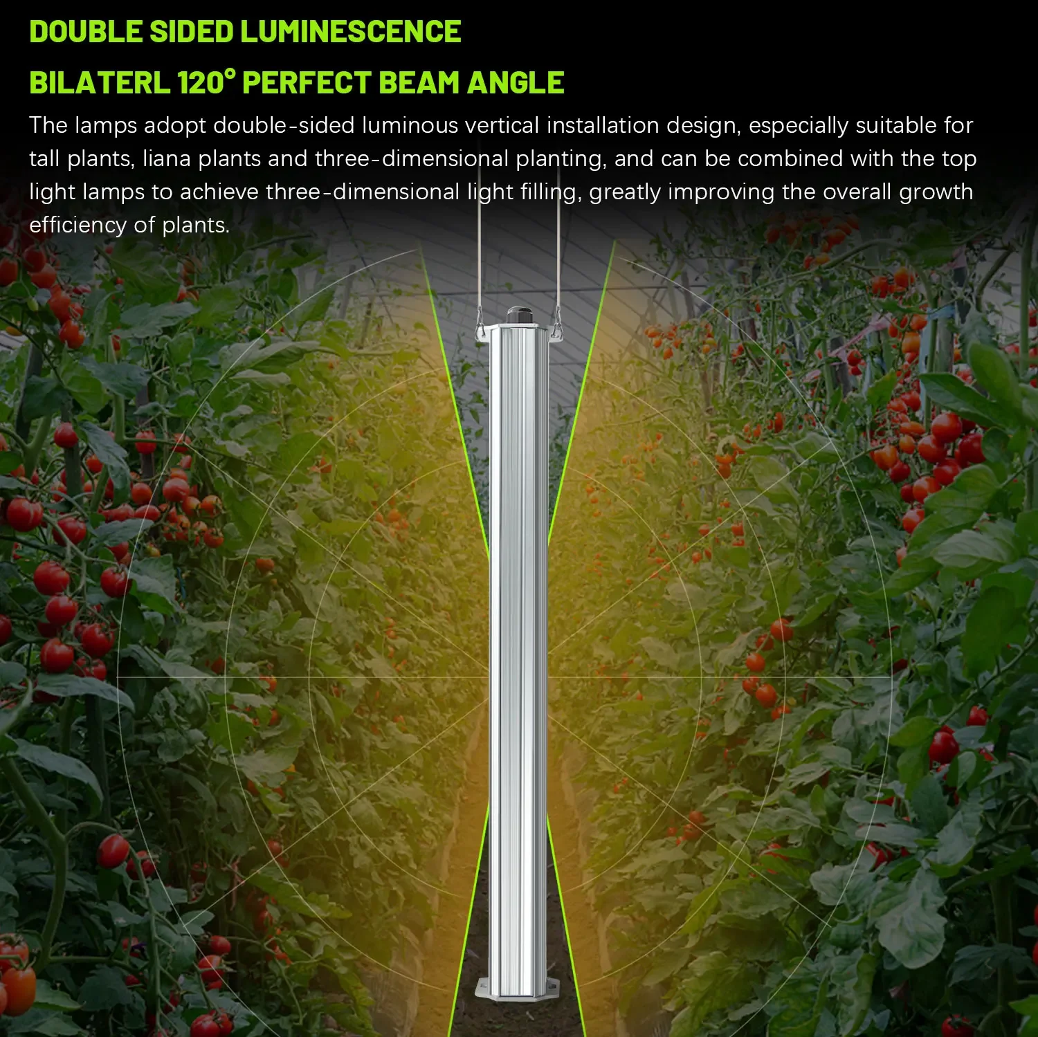 Best ETL Listed Plant Green Wa - đánh giá và giá Agriculture Tomato Farming