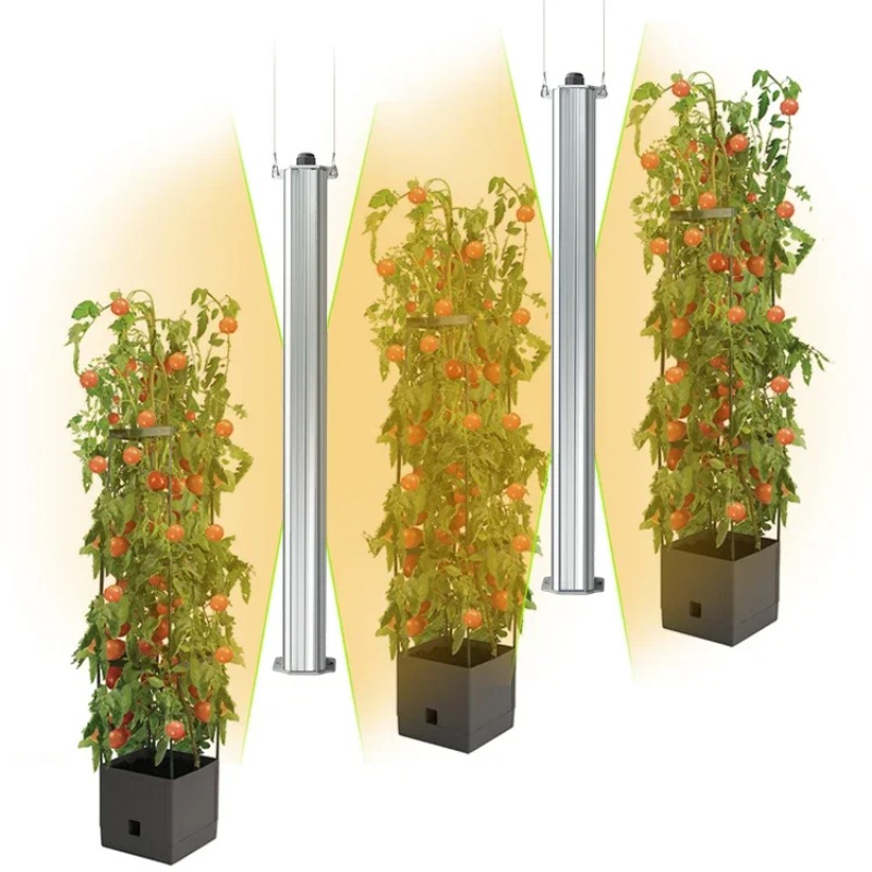 Best ETL Listed Plant Green Wa - đánh giá và giá Agriculture Tomato Farming