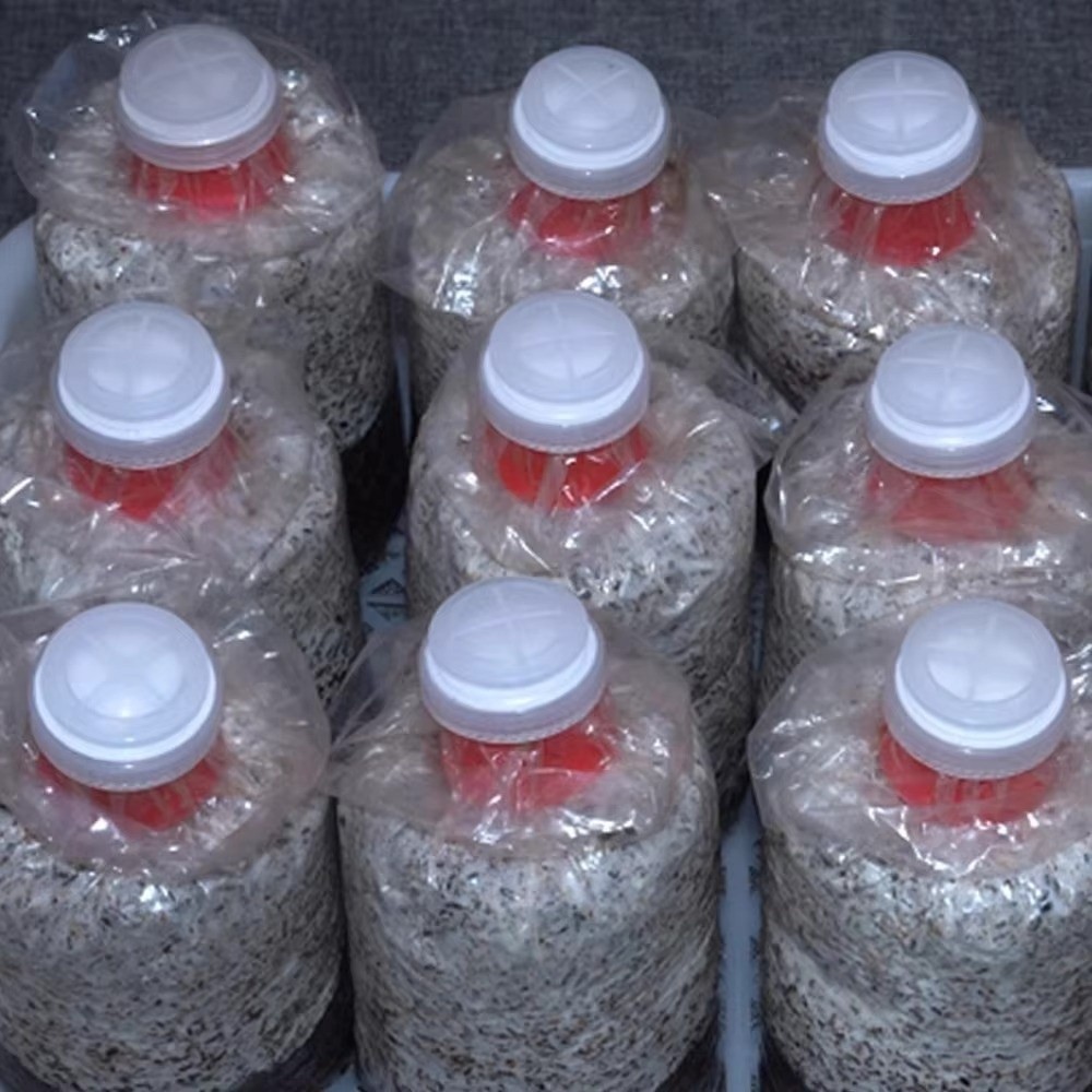 10pcs Waterproof Mushroom Spaw - đánh giá và giá Mushroom Spawn Bag