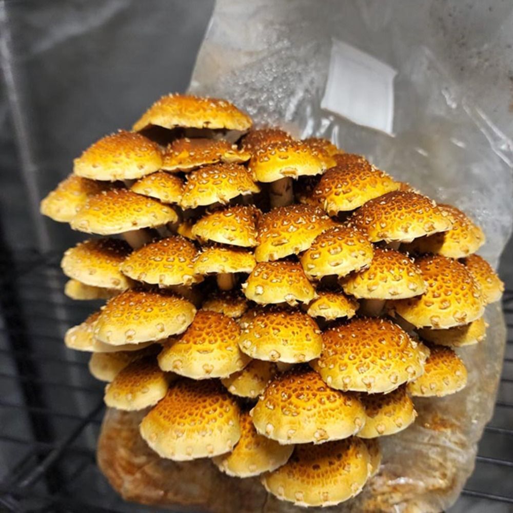 50pcs PP Mushroom Planting Bag - đánh giá và giá Mushroom Spawn Bag